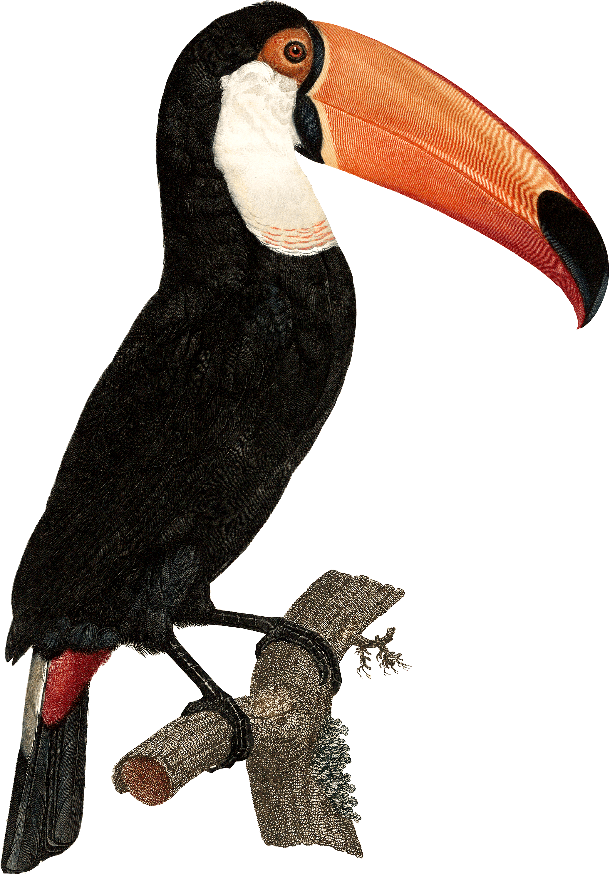 Tropical Toucan Png - Vintage Toucan Prints (2107x3000), Png Download