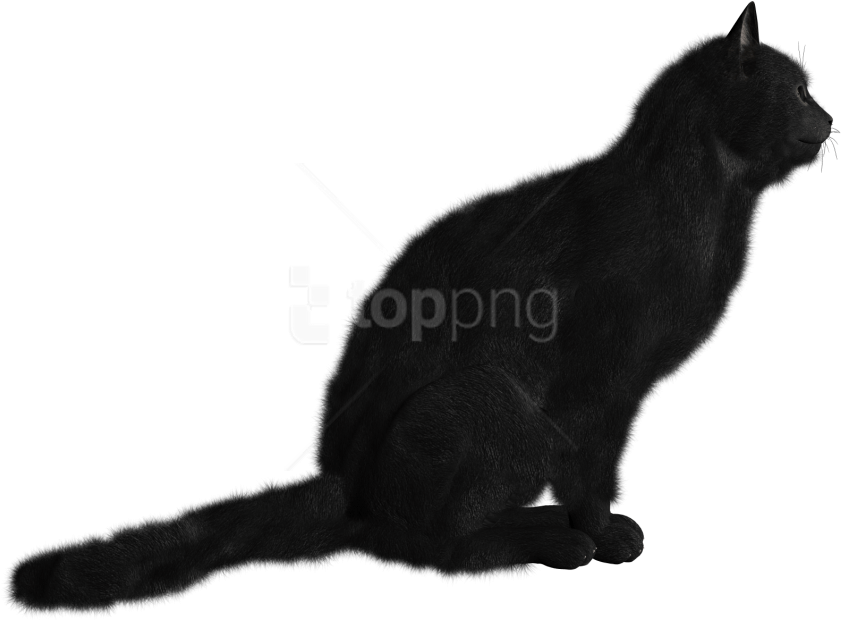 Download Cat Png Images Background - Black Cat (850x808), Png Download