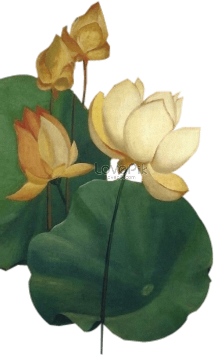794 X 1200 3 - Sacred Lotus (794x1200), Png Download