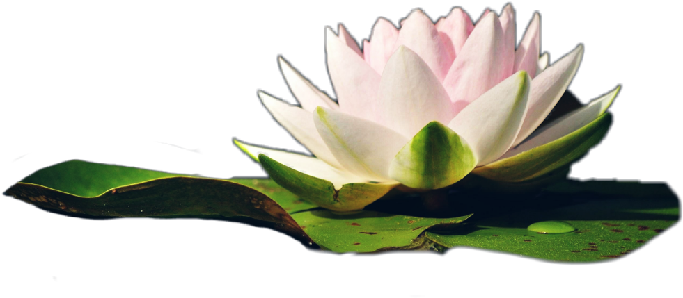Water Sticker - Sacred Lotus (1024x1024), Png Download