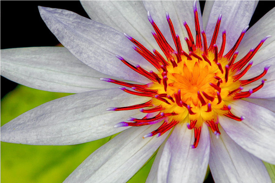 The Shop - Sacred Lotus (1000x1000), Png Download