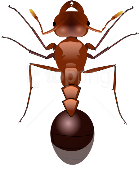 Free Png Images - Fire Ant Png (480x708), Png Download