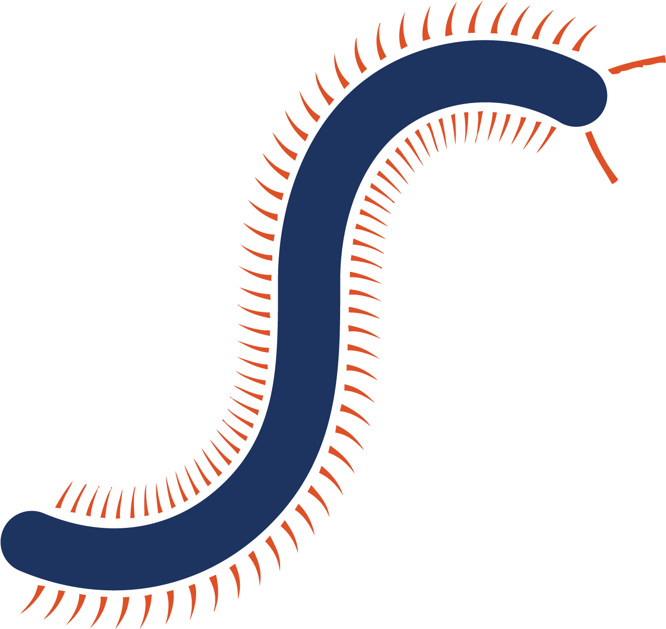 Millipedes (2083x2083), Png Download