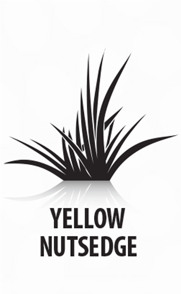 Q4® Plus Turf Herbicide For Grassy & Broadleaf Weeds - Agave Azul (585x585), Png Download