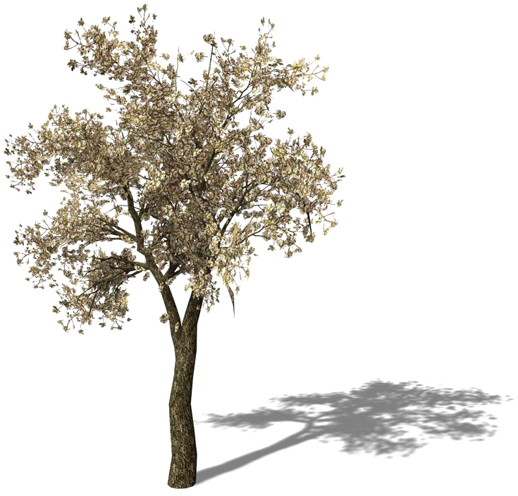 Tomato Tree Pear Asian Yellow Free Frame Clipart - رسم شجره مع الظل (800x800), Png Download