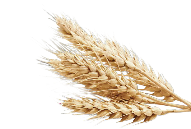 Wheat Png Background - Wheat Png (650x563), Png Download