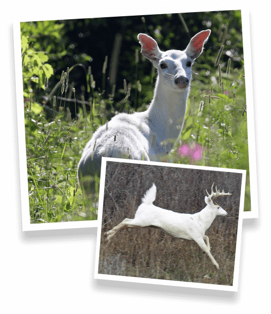 Special Tours - White-tailed Deer (536x621), Png Download