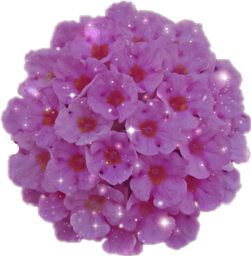 #flower #bouquet #pink #glitter - Hydrangea (1024x1024), Png Download