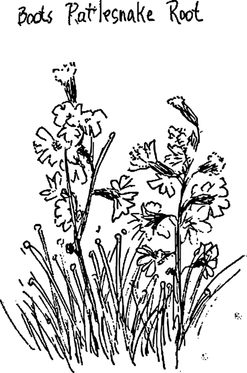 Drawing Line Art Computer Icons Floral Design Booting - Boot (497x750), Png Download