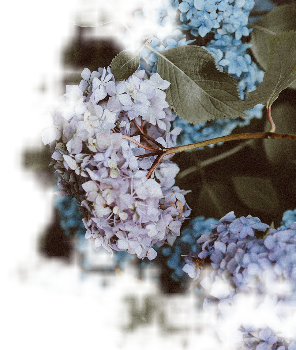 Our Wedding Florist Offers Stunning Flowers At Wholesale - Hydrangea Serrata (967x1140), Png Download