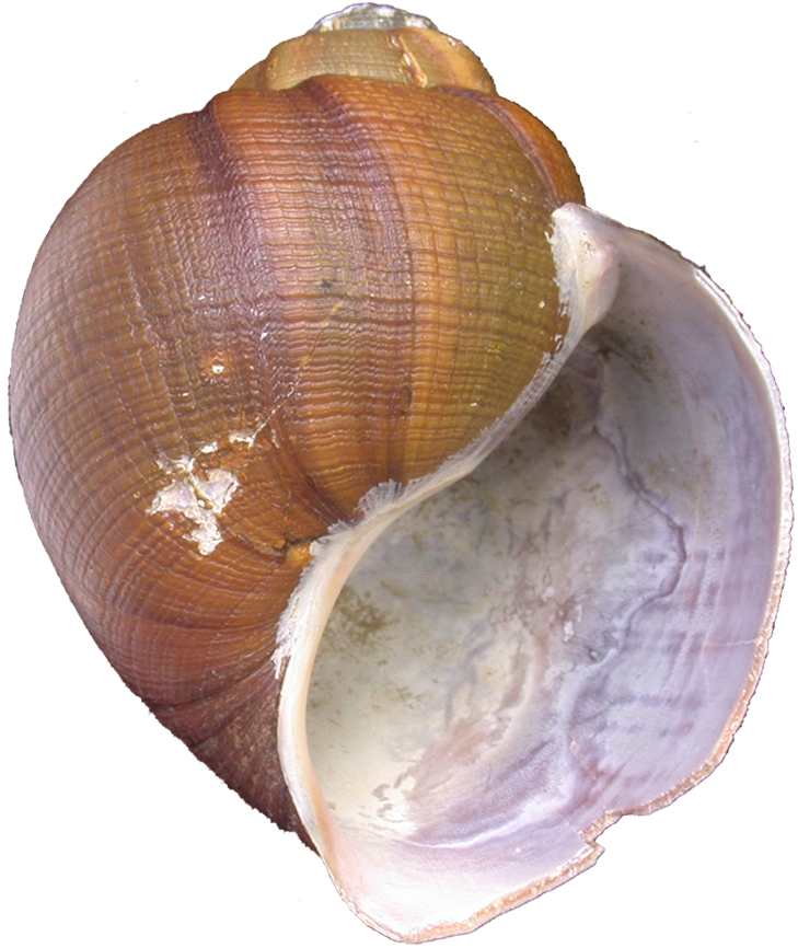 063 Schrammi Mnhn 2 - Shell (729x866), Png Download