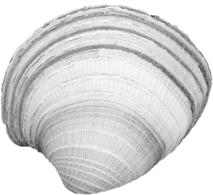 Clam - Baltic Clam (597x523), Png Download