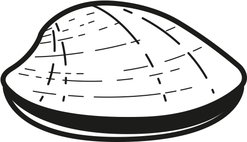 Clam - Sketch (796x500), Png Download