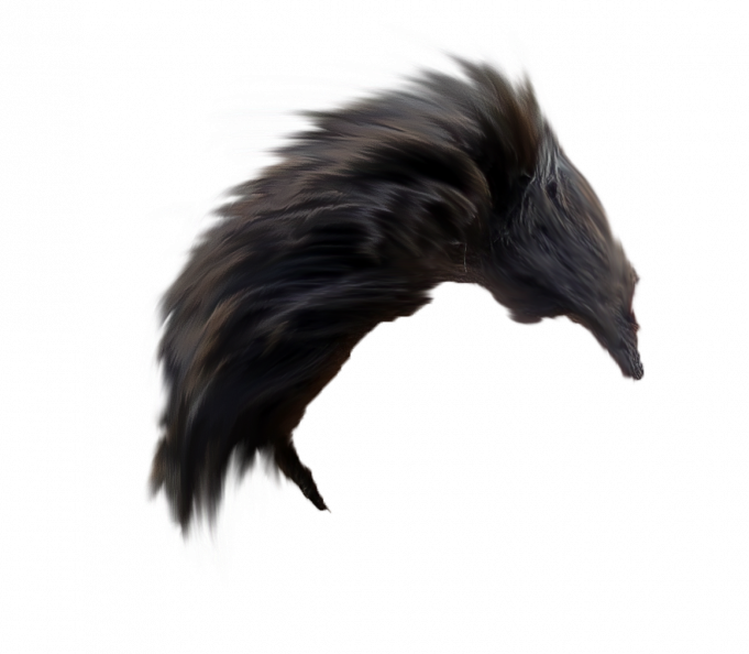 Hair Png Pngstocks Download Below The Link - American Crow (681x594), Png Download