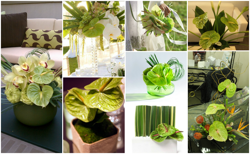 Green Anthurium - Anthurium Centerpieces For Wedding (800x495), Png Download