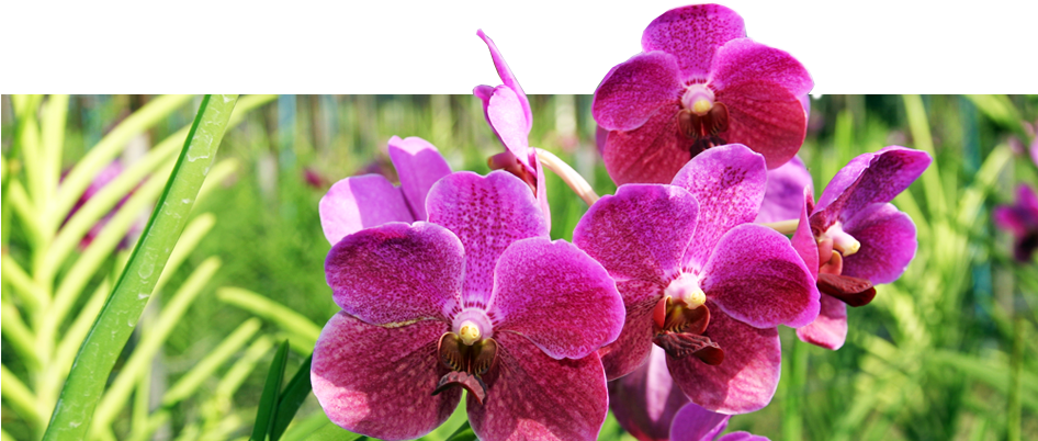 Beautiful Of Thai Orchid - Moth Orchid (946x413), Png Download
