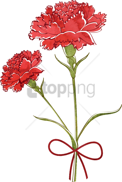 Free Png Carnation Watercolor Png Image With Transparent - Carnation Flower Drawing (481x718), Png Download