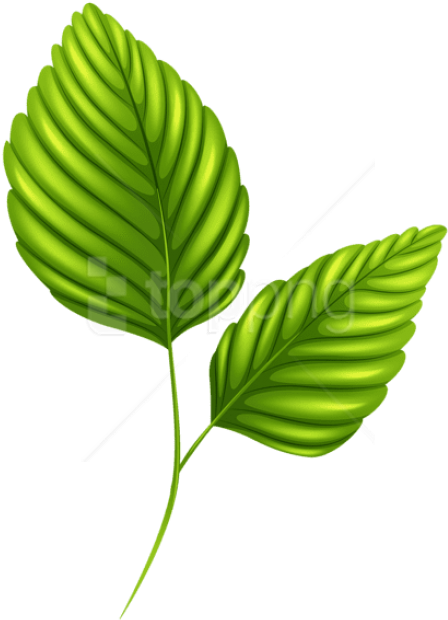 Free Png Download Two Green Leaves Clipart Png Photo - Clipart Leaves Png (480x657), Png Download