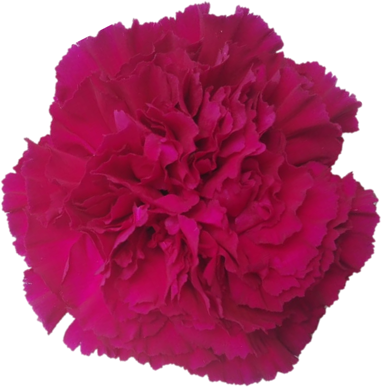 Golem - Carnation - Carnation (1031x1033), Png Download