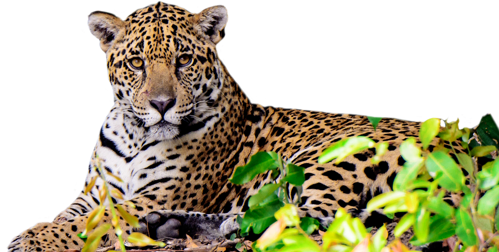 “o Corredor Do Jaguar Pode Se Tornar A Maior História - Jaguar De Quintana Roo (1702x863), Png Download