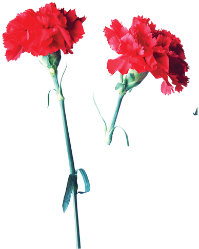 Svg Freeuse Stock Garden Roses Flower Mother S Day - Red Carnation Flower Transparent (650x616), Png Download