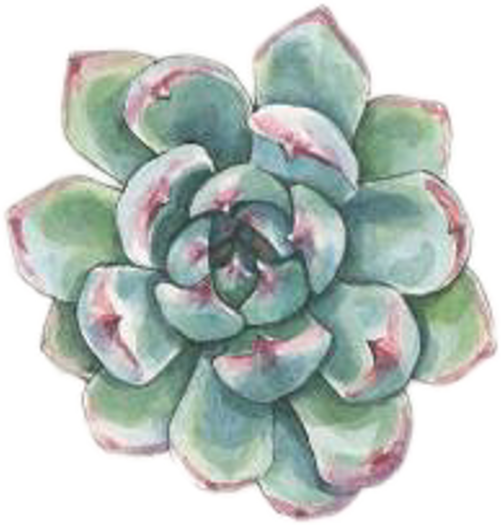 #art #watercolor #succulent #succulents #plant #plants (1024x1072), Png Download