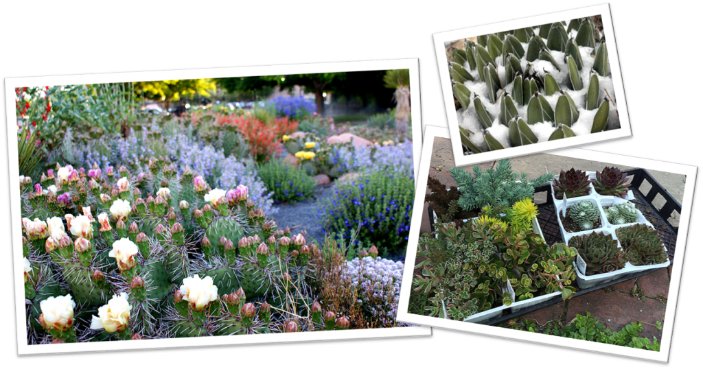 Cold Hardy Succulent - Ice Plant (1024x538), Png Download