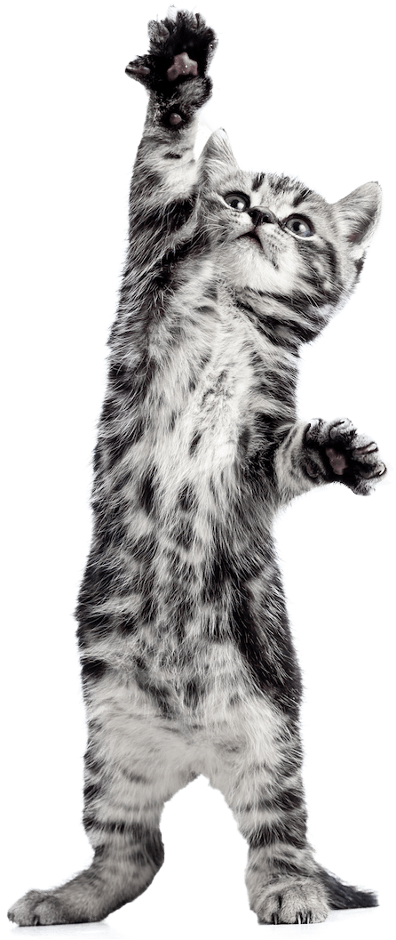 Kitten Foster 2trsp - Cat (465x1056), Png Download