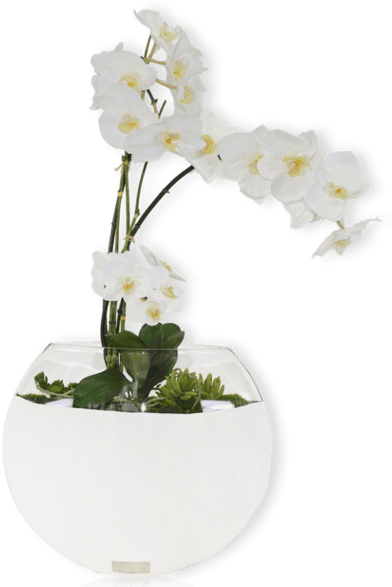 Description - Bougainvillea (600x844), Png Download