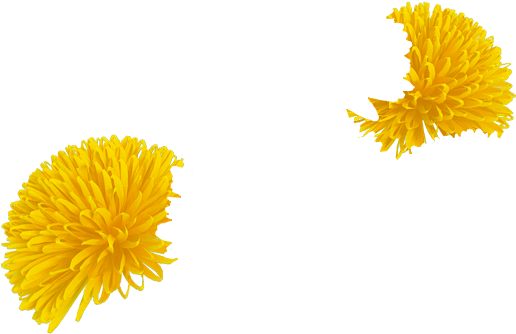 Daffodil - Dandelion (700x700), Png Download