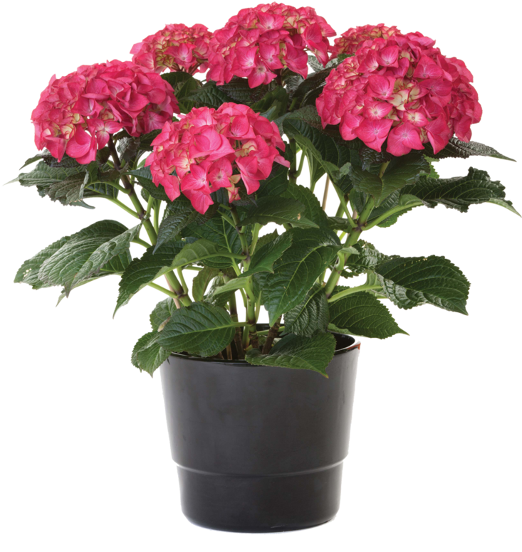 Hydrangea Plant - Plante Exterieur Grosse Fleur (800x800), Png Download