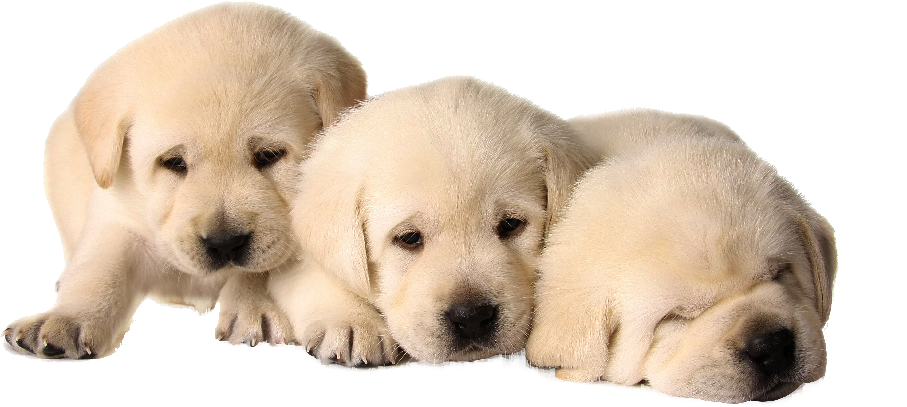 Puppies Png - Dog (3084x1680), Png Download