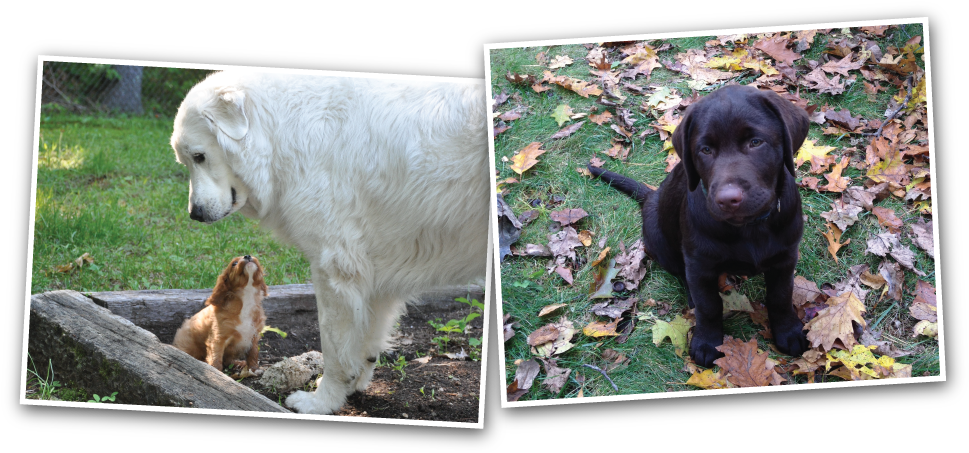 Two Puppies And One Dog - Labrador Retriever (968x460), Png Download
