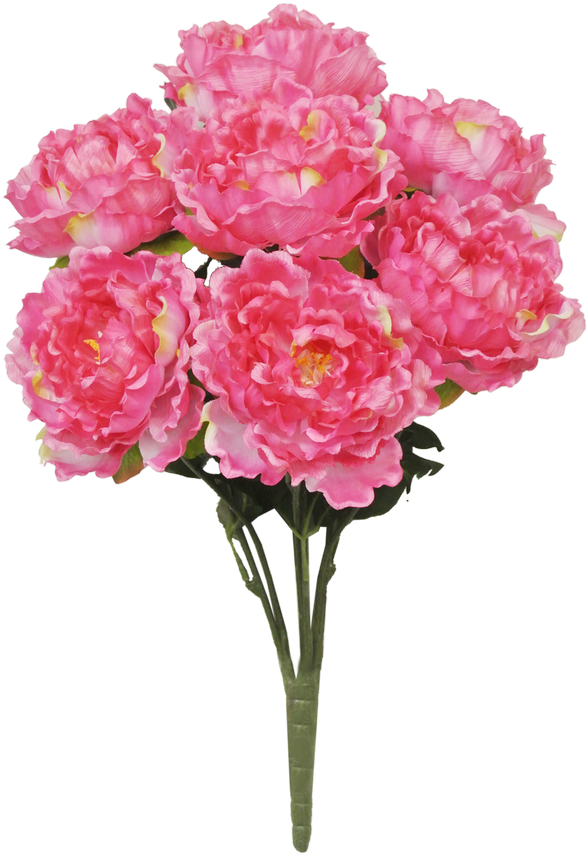 22" Peony Bush - Common Peony (600x866), Png Download