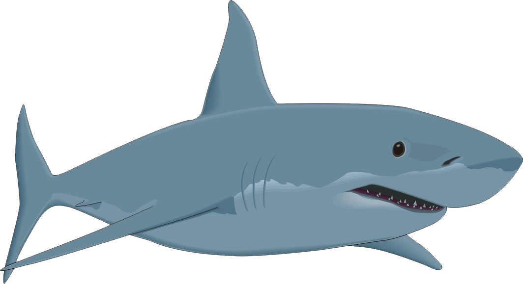 Sharks Png - Great White Shark Clipart (1064x579), Png Download