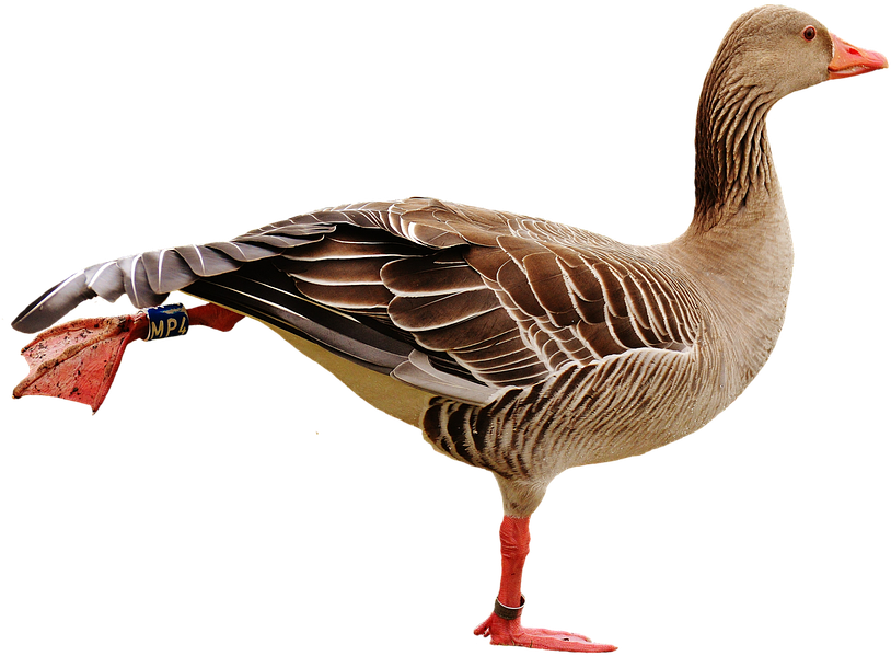 Guh Bird (960x677), Png Download