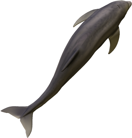 64k Dolphin07 Kpl - Common Bottlenose Dolphin (558x583), Png Download