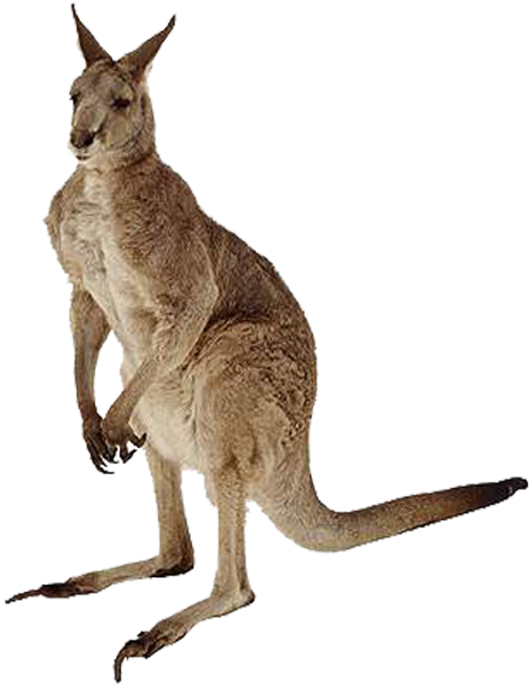 Kangaroes - Picsart All New 2018 Png (800x1000), Png Download