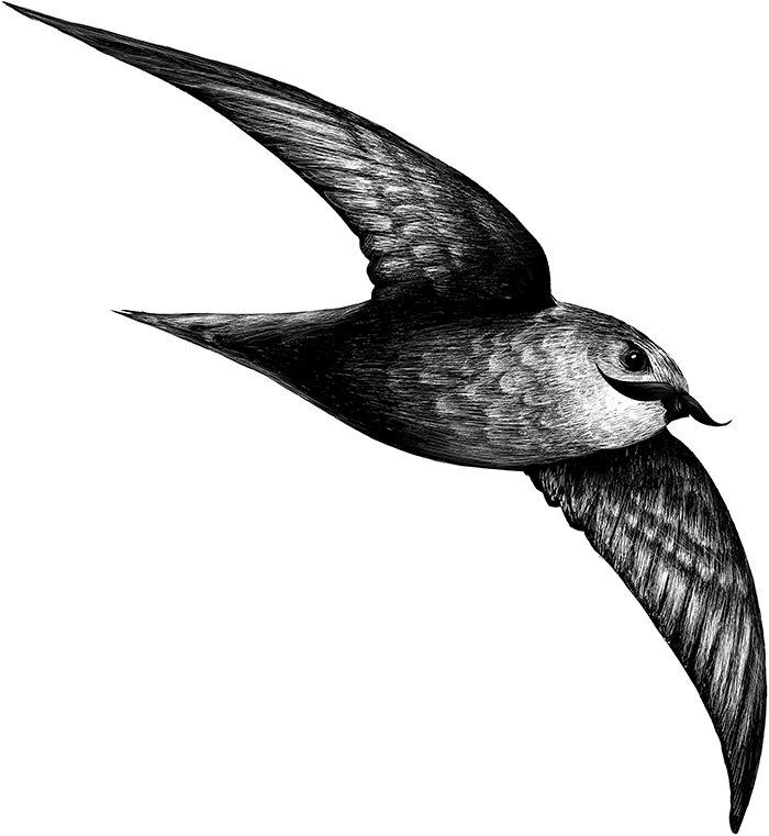 Chaetura Hipsterus - Vaux S Swift (700x761), Png Download