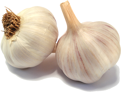 Garlic - Garlic Vegetables (562x562), Png Download