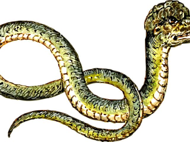 Rattlesnake Clipart Grass Snake (640x480), Png Download