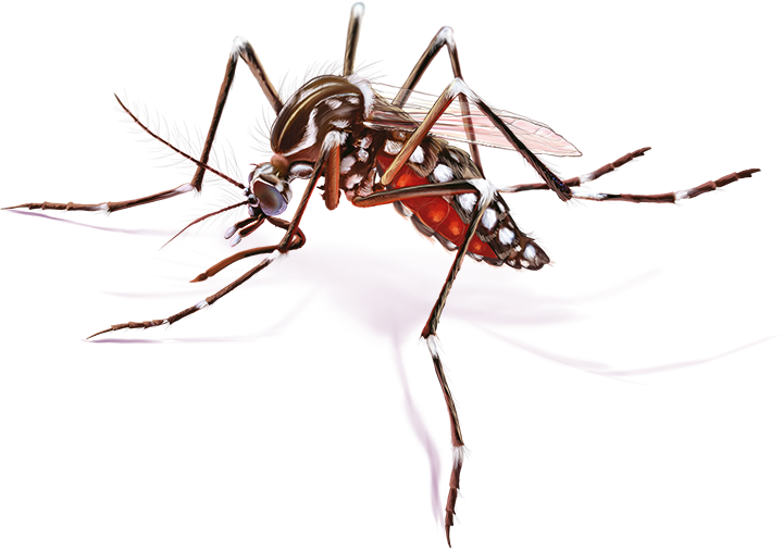 Mosquito Febre Amarela Png - Mosquito (720x505), Png Download