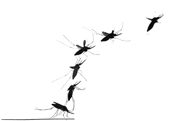 Mosquito Png Transparent Image - Mosquitoes Silhouette Flying (860x460), Png Download