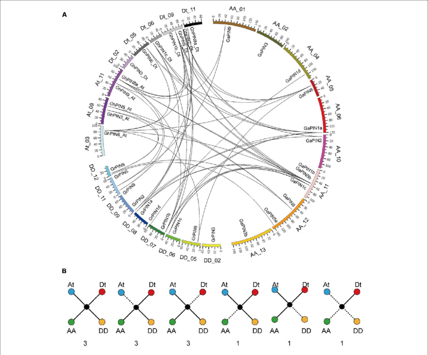 Chromosomal Distribution And Evolutionary Analysis - Circle (850x705), Png Download