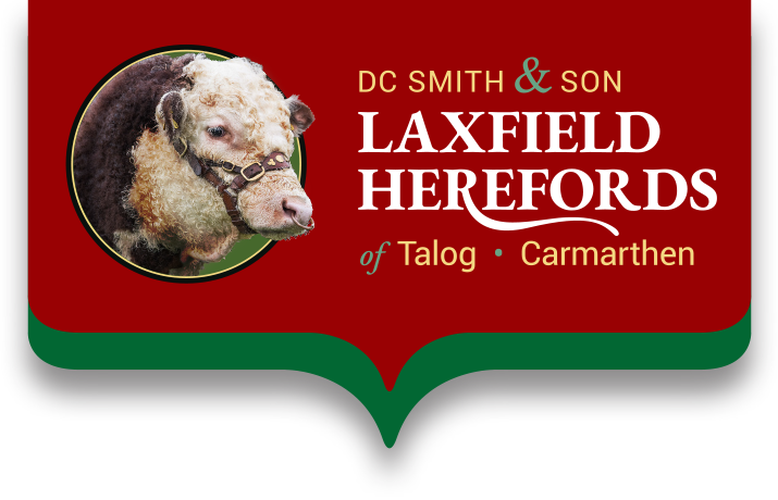 Standard Poodle (715x460), Png Download