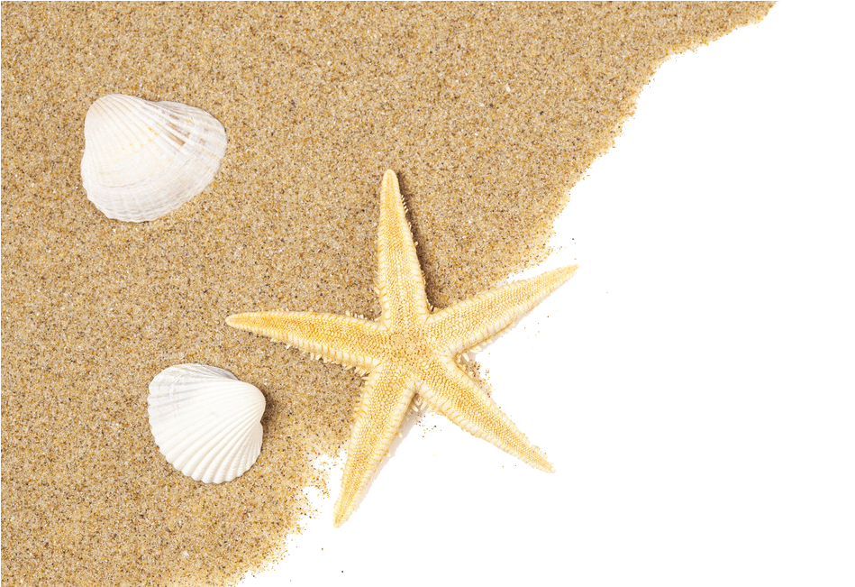 Beach Png - Seashell Starfish Png (1024x650), Png Download
