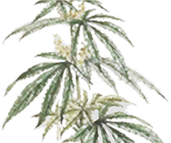 Drawn Marijuana Field - Black Maple (640x480), Png Download