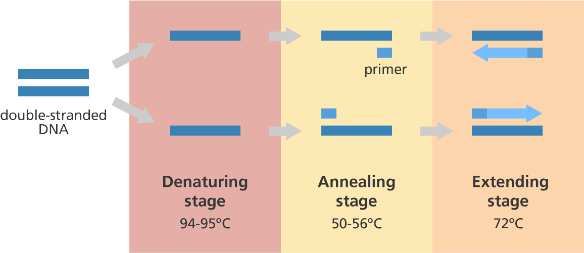 Illustration Showing The Main Steps In The Polymerase - Genome Research Limited Pcr (1200x500), Png Download