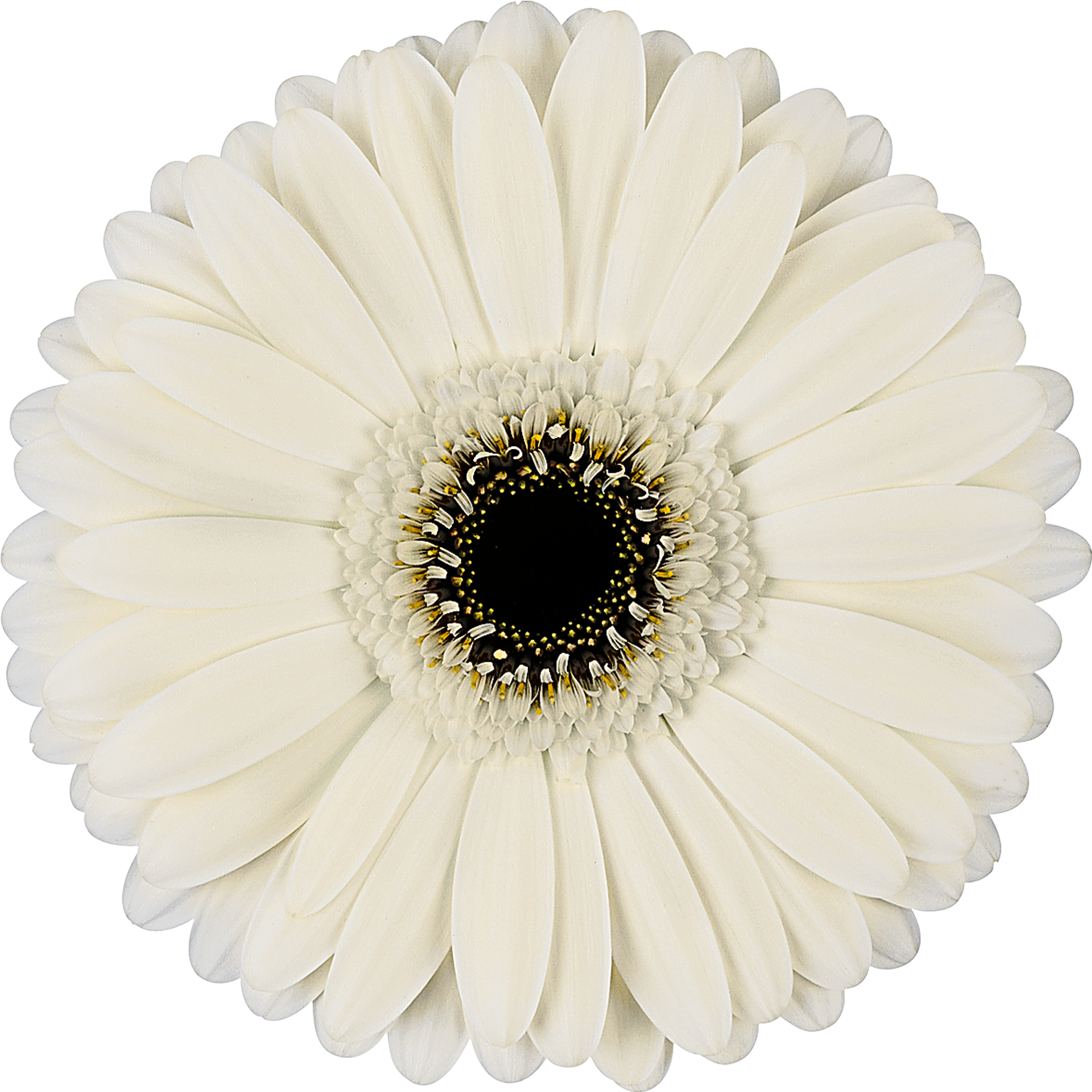 High Resolution Image, Download File - Cake (1772x1772), Png Download