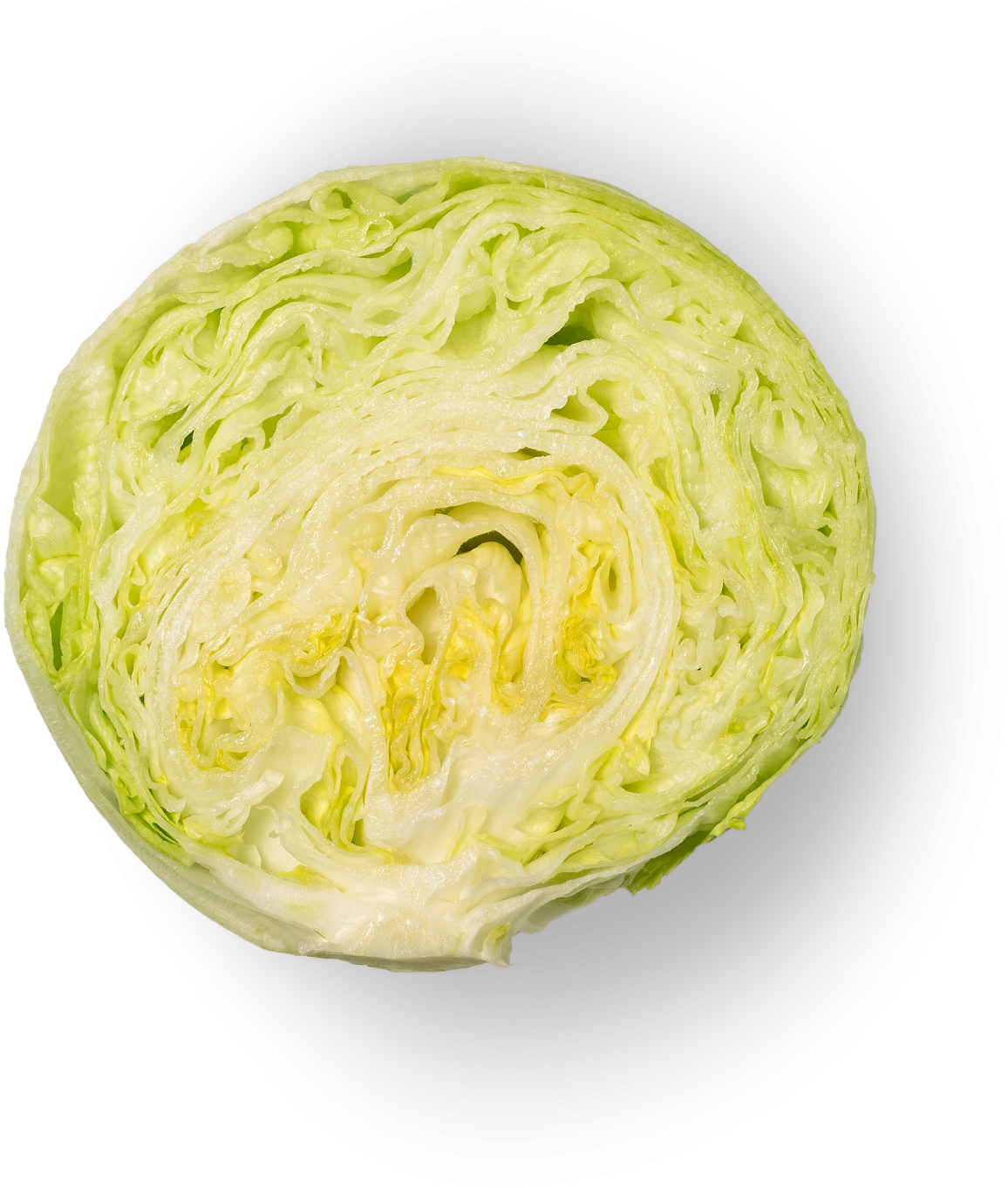 Iceberg - Iceburg Lettuce (1500x1500), Png Download